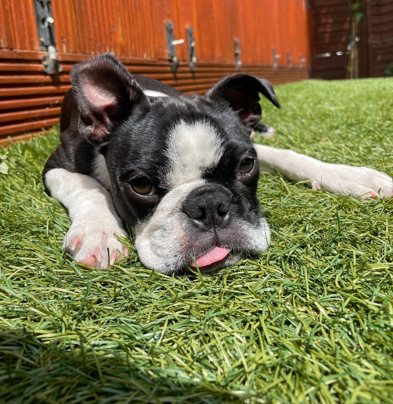 Fun Games To Play With Your Dog In The Back Garden