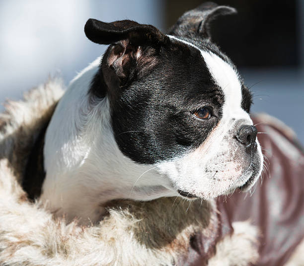 Back-to-Work Routines: Helping Dogs Adjust After Summer Holidays 