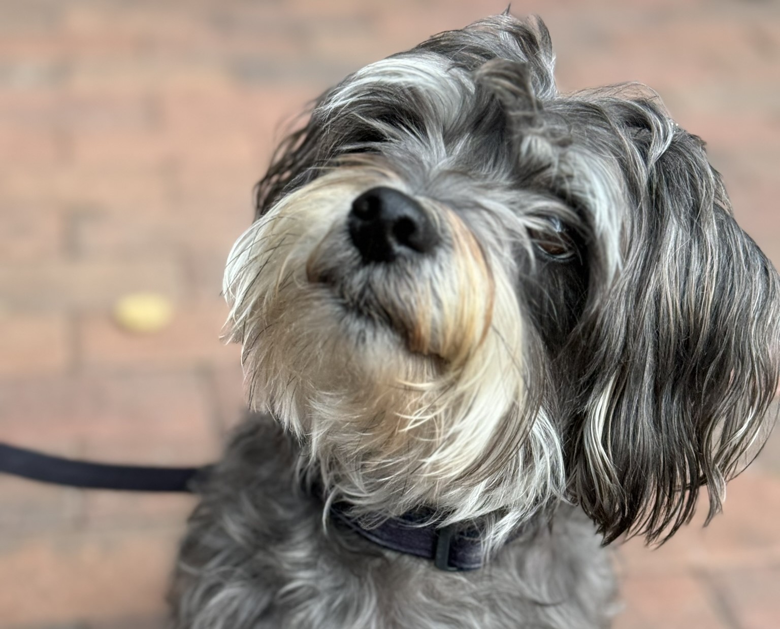 Why Obedience Matters – A Guide to Basic Dog Training Every Owner Should Know