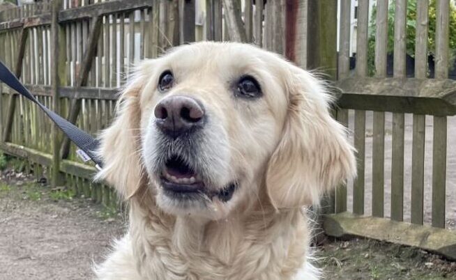 What To Pack For Your Dog On a Hot Summer’s Day?