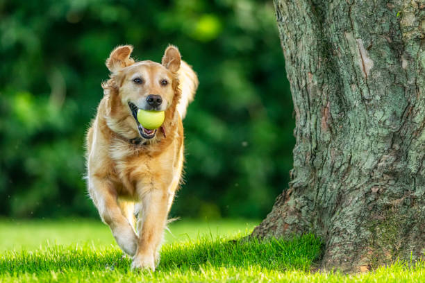 Spring Surge: How Warmer Weather Changes Dog Owner Behaviour