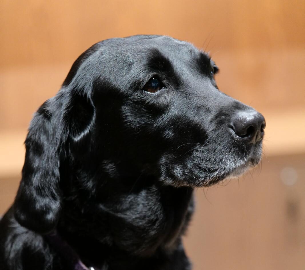 A Dog’s Eye View: How Your Dog Sees, Smells and Experiences the World