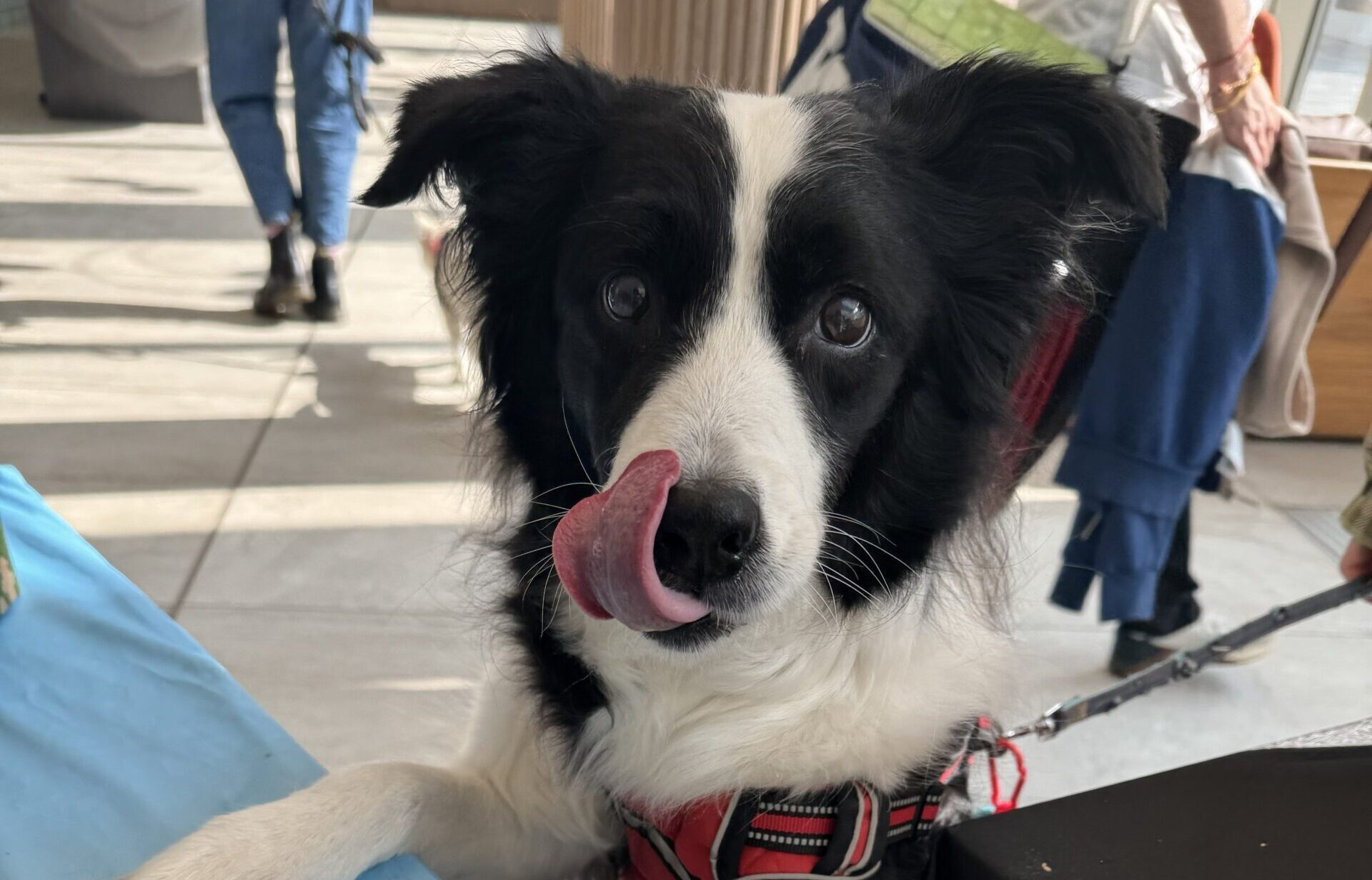 Understanding the Biology of Dog Breeds: Why Your Dog Acts the Way They Do