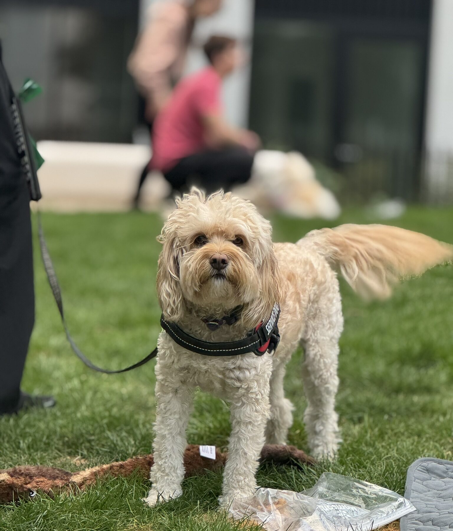 The Growing Demand for Dog-Friendly Spaces in the UK