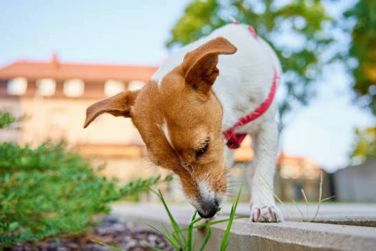 Summer Dog Walks: Are You Walking at the Right Time?